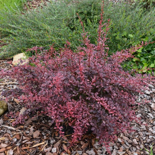 Berberis thunbergii 'Rose Glow' - Thunbergi kukerpuu 'Rose Glow' C3/3L